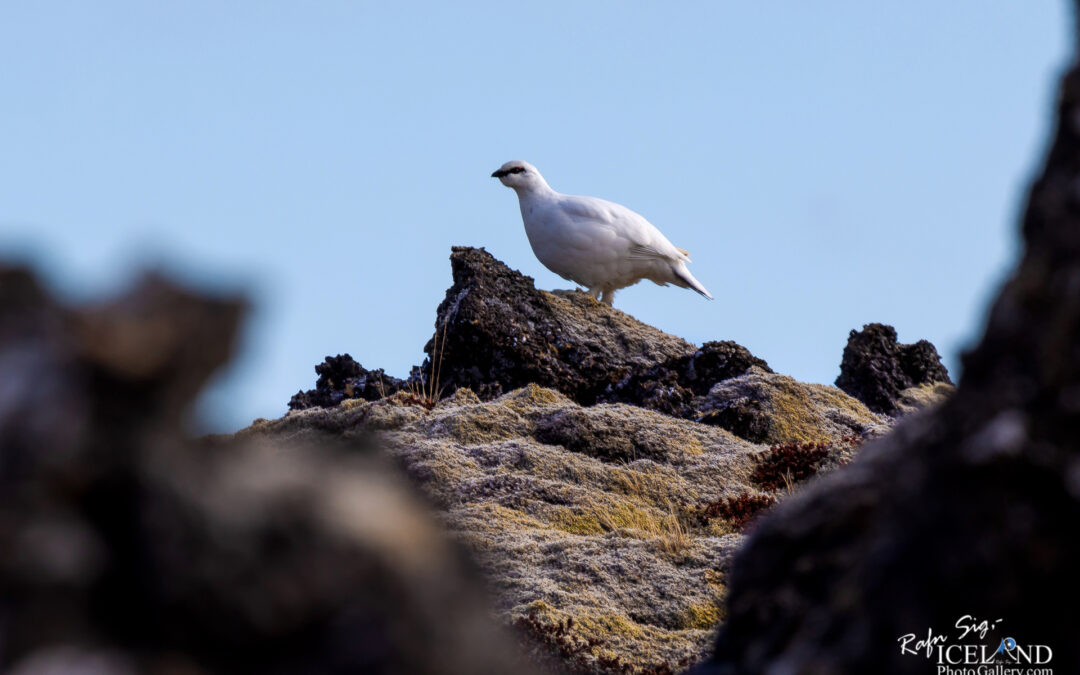 Rock ptarmigan on Lava stone – Iceland nature photography