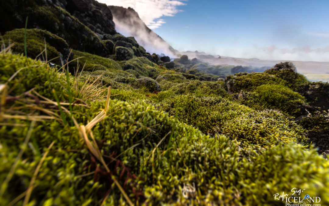 Green Moss at Eldvörp Craters – Iceland landscape photo