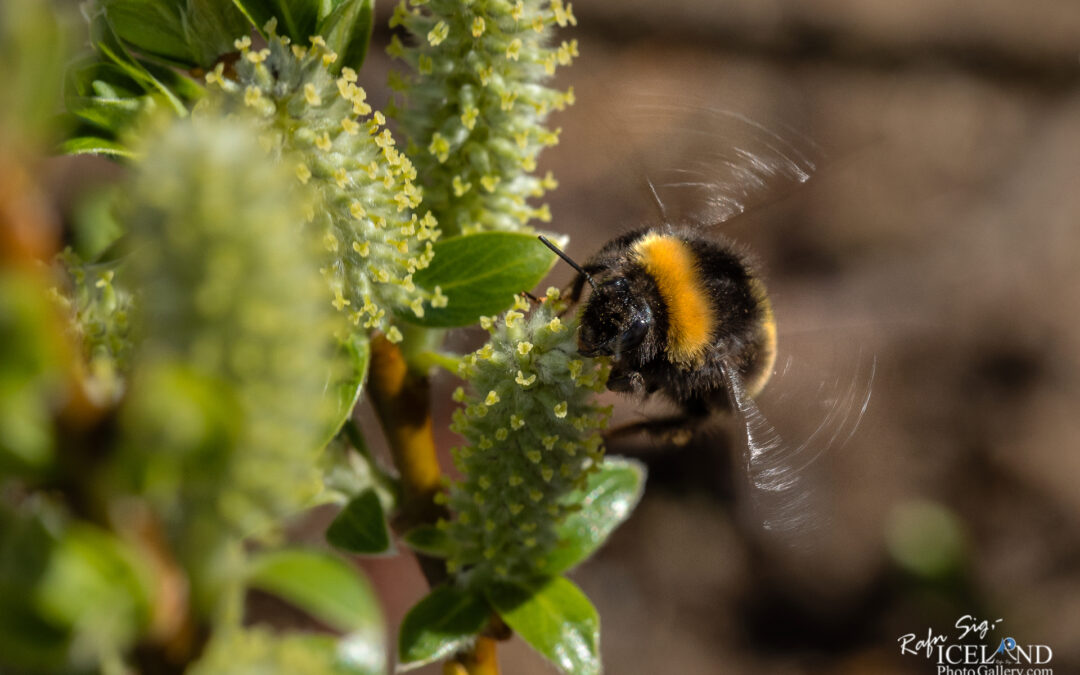 Time to fly home (Bee – Býfluga) – Iceland insects photography