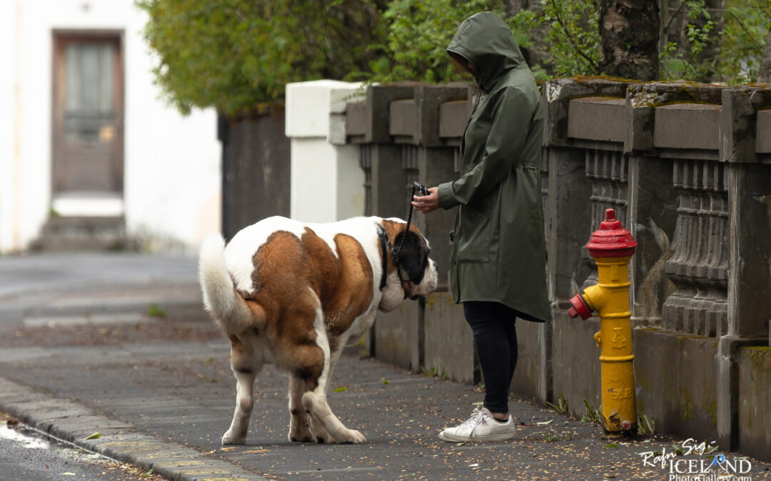 Reykjavík Dog Walk – City photography