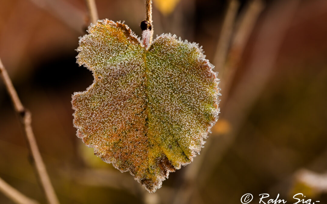 Frosted birch leaves – Iceland Nature Documentary