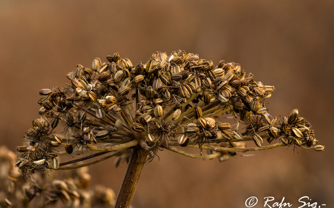 Hvönn – Angelica – Iceland Nature Photographing