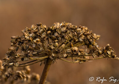 Hvönn – Angelica │ Iceland Nature Photographing