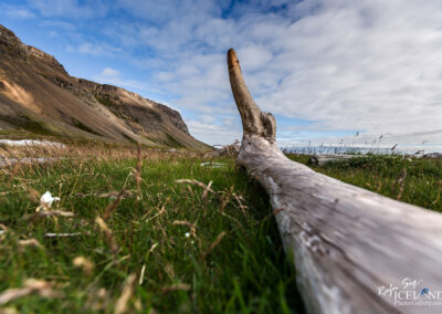 Driftwood along the coast - Westfjords │ Iceland Landscape Pho
