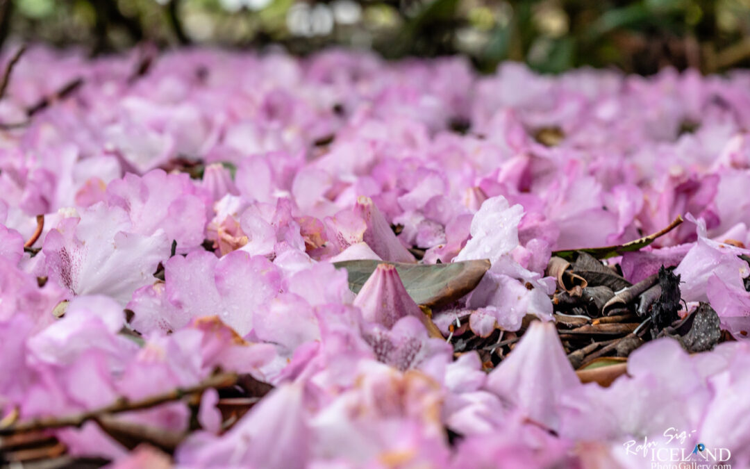 Fallen Skógalyngrós – Rhododendrom oreodoxa – Iceland Flower Photography