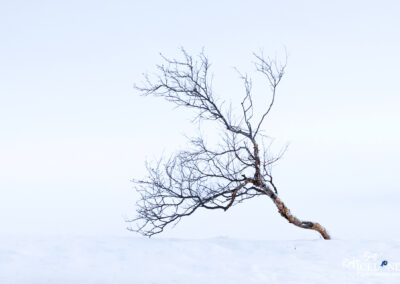 Fnjóskárdalur tree - North │ Iceland Landscape Photography