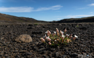 Holurt - Flugublóm - Silene uniflora │ Iceland Nature Photogr