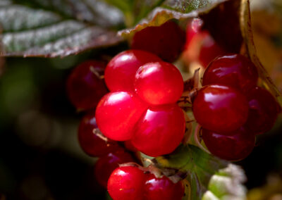 “Hrútaber” Rubus saxatilis, or stone bramble │ Iceland Na
