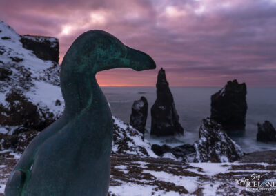 In memory of The Great Auk (Pinguinus impennis) - South West │
