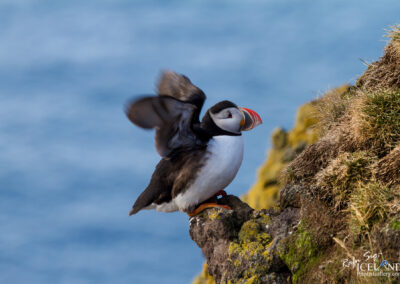 Lundi – Puffin at Látrabjarg Cliffs │ Iceland Nature Photography