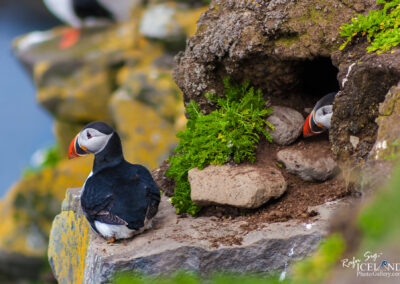 Lundi – Puffin at Látrabjarg Cliffs │ Iceland Nature Photography