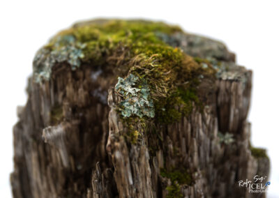 Macro of tree │ Iceland Nature Photography