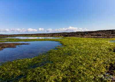 Seaweed on a Lava beach - South │ Iceland Landscape Photograph