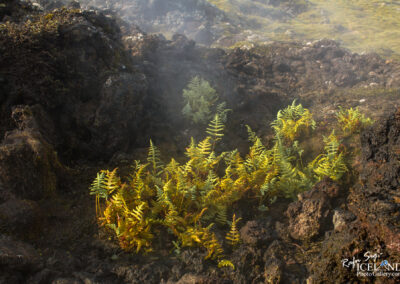 Stóriburkni - Dryopteris filix-mas │ Icelandic Flora