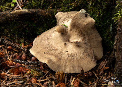 Sveppur - Fungus │ Iceland Flora Photography