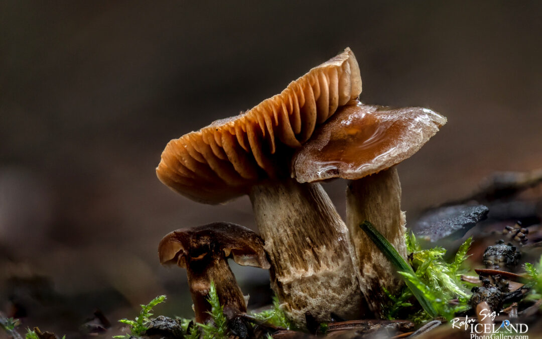 Sveppur – Fungus – Macro Photography