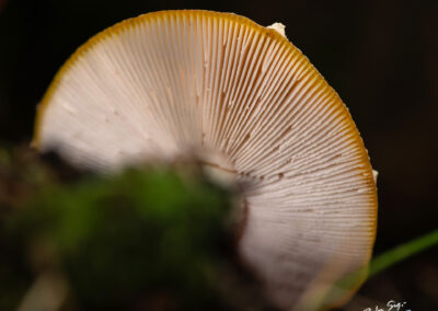Sveppur - Fungus │ Iceland Nature Photography