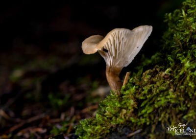 Sveppur - Fungus │ Iceland Nature Photography