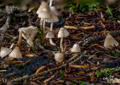 Sveppur - Fungus │ Iceland Flora Photography