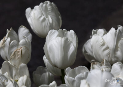White Tulips │ Iceland Nature Photography