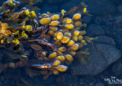 Seaweed floating in the sea near Flókalundur - Westjords- #Iceland