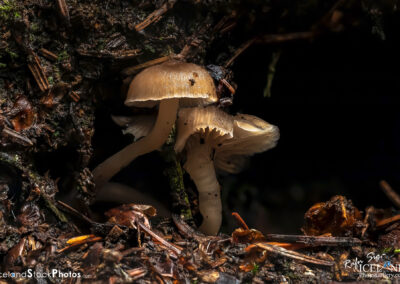 Sveppur │ Fungus │ Macro Photography
