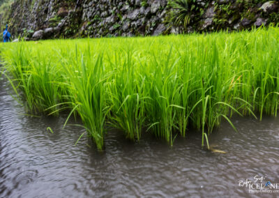 Batad Rice Terraces - Philippines