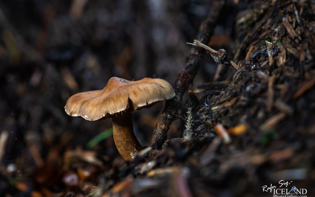 Sveppur – Fungus – Iceland Photo Gallery