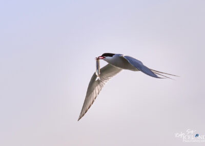 Arctic tern (Sterna paradisaea) – Kría │ Iceland Nature Pho