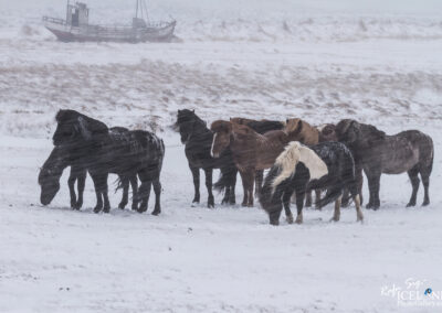 Horses in the winter -│ Iceland Photography