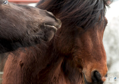 Icelandic Horse │ Iceland Photo Gallery