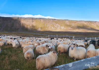 Sheeppen at Reykjanes │ Iceland Photo Gallery