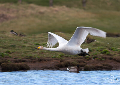 Swan flying │ Iceland Photo Gallery