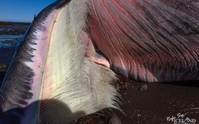 Dead whale │ Iceland Photo Gallery