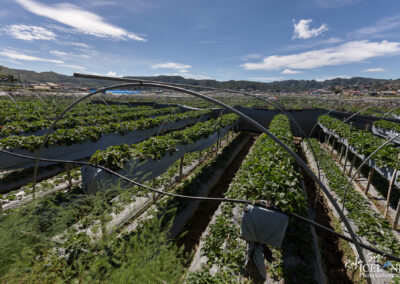Strawberry farm Pasalubong - Philippines │ Iceland Photo Galle