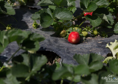 Strawberry farm Pasalubong - Philippines │ Iceland Photo Galle