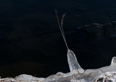 Straw half covered with Ice near a lake
