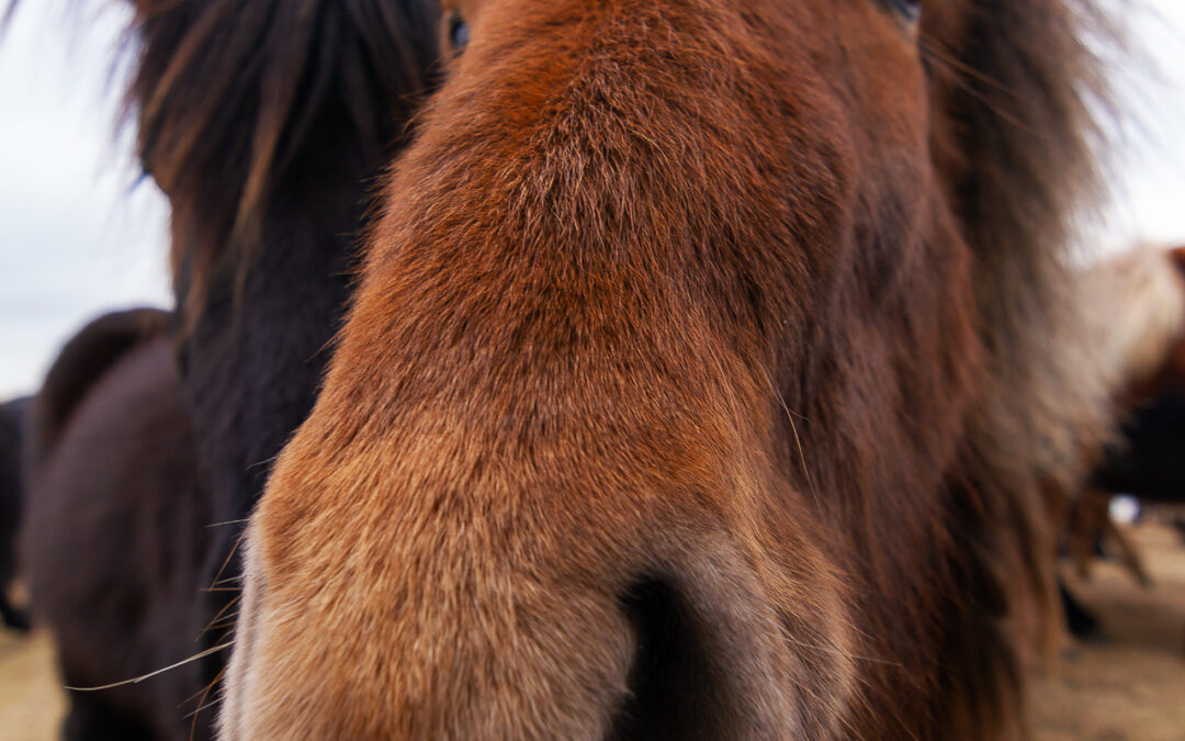 Icelandic horse – Iceland Photo Gallery