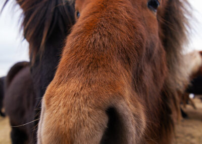 Icelandic horse looking towards you