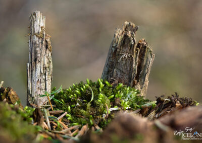 Microphoto of moss and wood close up in Iceland after winter - comming alive