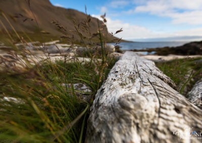 Driftwood along the coast │ Iceland Landscape Photography