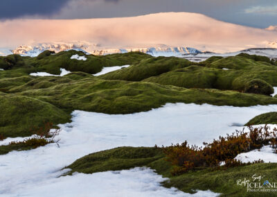Moss - South │ Iceland Landscape Photography