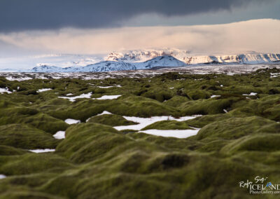 Moss - South │ Iceland Landscape Photography