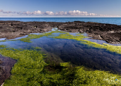 Seaweed on a Lava beach │ Iceland Landscape Photography