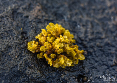 Seaweed on a stone │ Iceland Landscape Photography