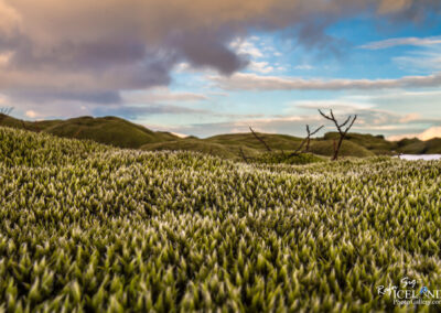 Untouched Icelandic Moss │ Iceland Landscape Photography