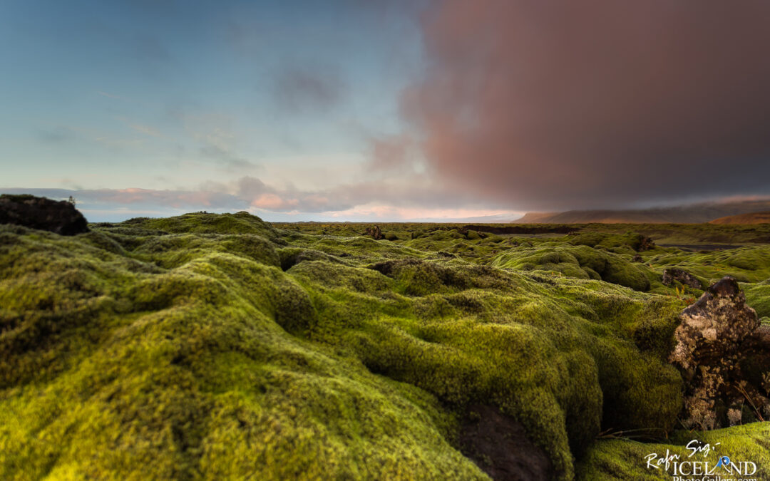 Icelandic moss near Skaftá River