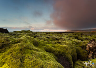 Moss near Skaftá River│ Iceland Photo Gallery