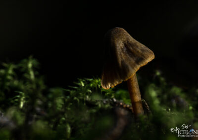 Sveppur │ Fungus │ Iceland Photo Gallery