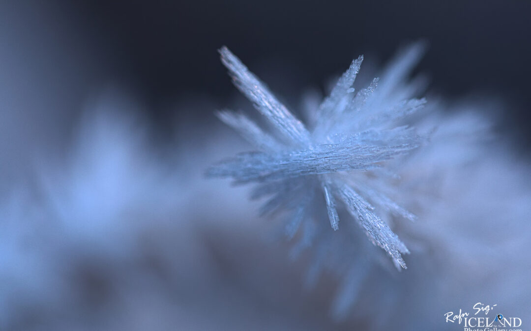 Icelandic flora covered with ice needles